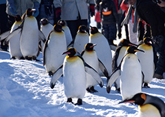 写真 ペンギンの散歩